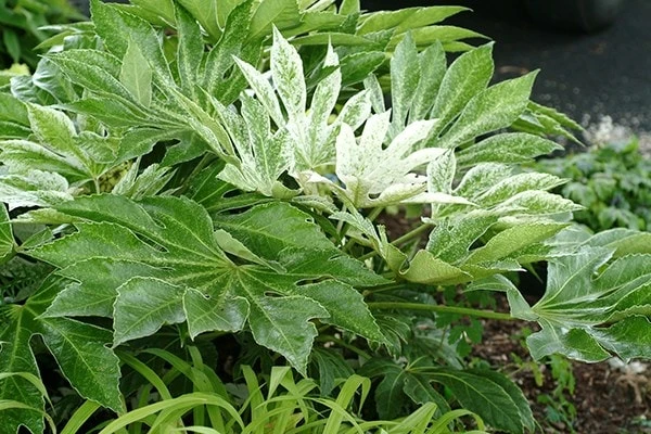 Fatsia Japonica 'Spider's Web' - Image 7