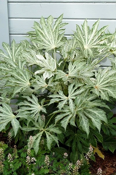 Fatsia Japonica 'Spider's Web' - Image 8