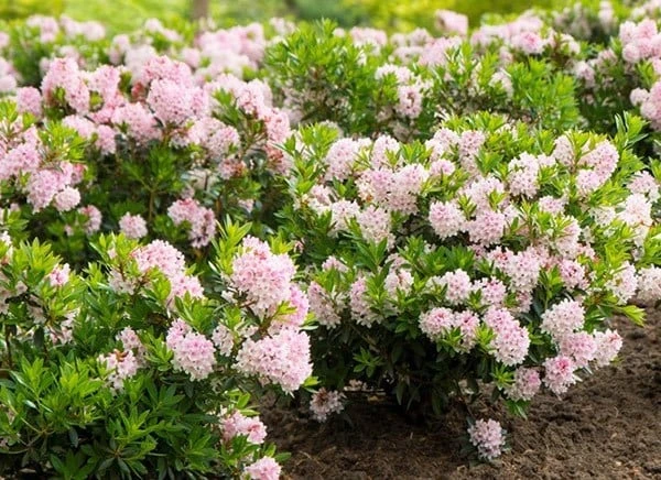 Rhododendron Bloombux ('Microhirs3') (PBR)