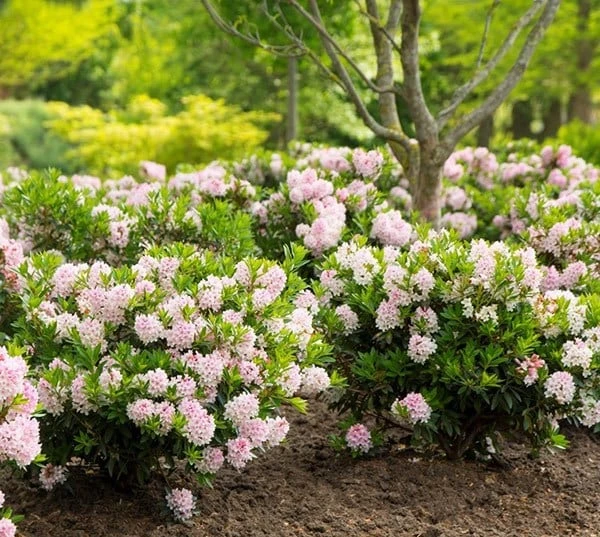 Rhododendron Bloombux ('Microhirs3') (PBR) - Image 3
