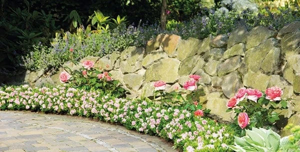 Rhododendron Bloombux ('Microhirs3') (PBR) - Image 4