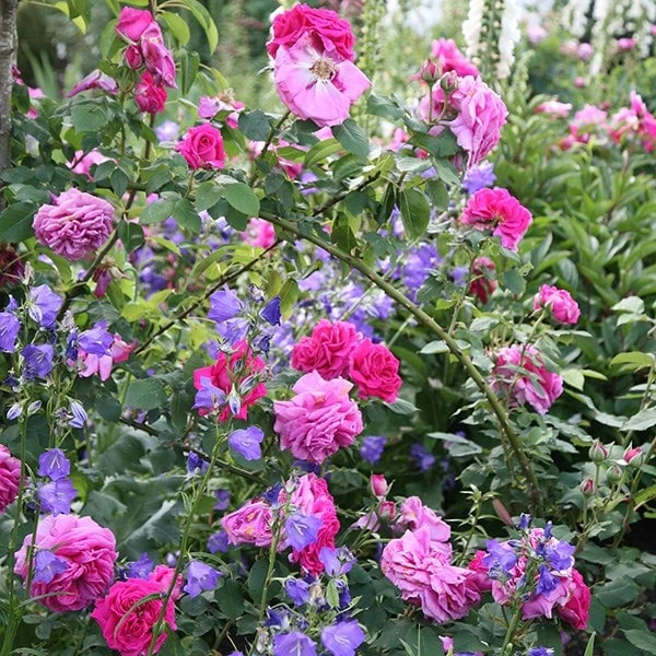 Rosa 'Madame Isaac Péreire' - Image 2