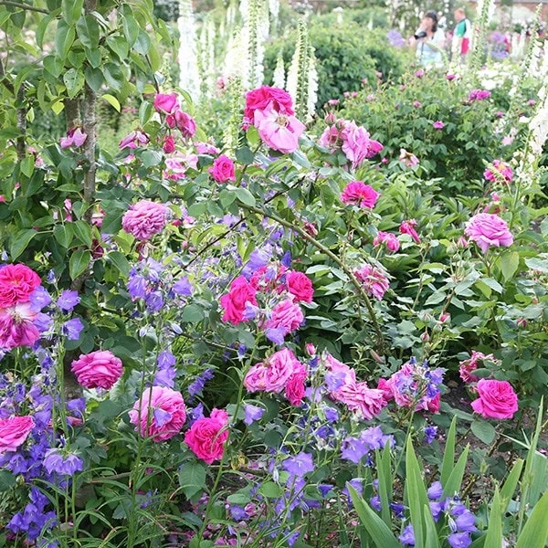 Rosa 'Madame Isaac Péreire' - Image 3