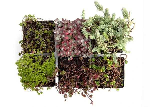Sedum Collection - Image 2