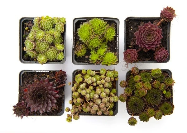 Sempervivum Collection - Image 2