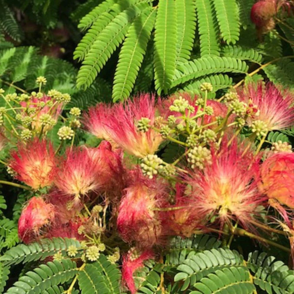 Albizia Julibrissin Ombrella ('Boubri') (PBR) - Image 2
