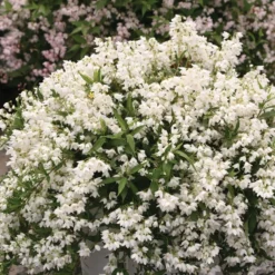 Deutzia × Rosea Yuki Snowflake ('NCDX1') (PBR)