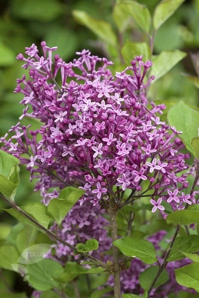 Syringa Bloomerang Dark Purple ('Smsjbp7') (PBR) - Image 2