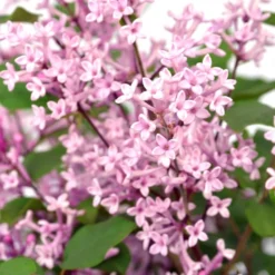Syringa Bloomerang Pink Perfume ('Pink Perfume') (PBR)