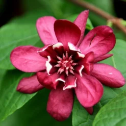 Calycanthus × Raulstonii 'Hartlage Wine'