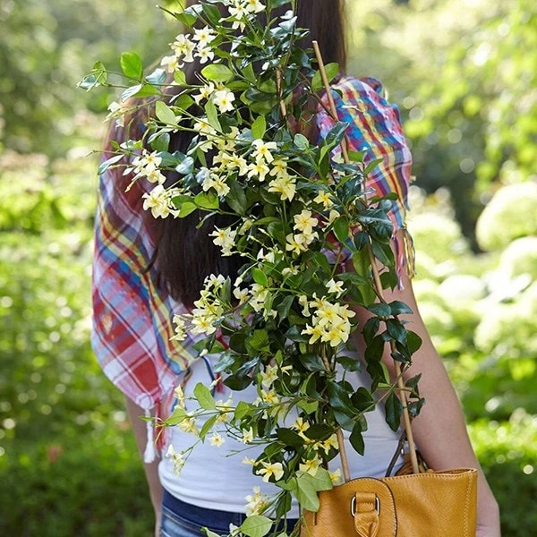 Trachelospermum Jasminoides Star Of Toscana ('Selbra') (PBR) - Image 4