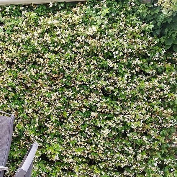 Trachelospermum Jasminoides Star Of Toscana ('Selbra') (PBR) - Image 5