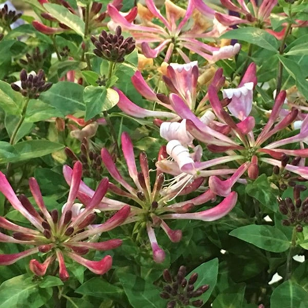 Lonicera Periclymenum 'Strawberries And Cream' ® - Image 2