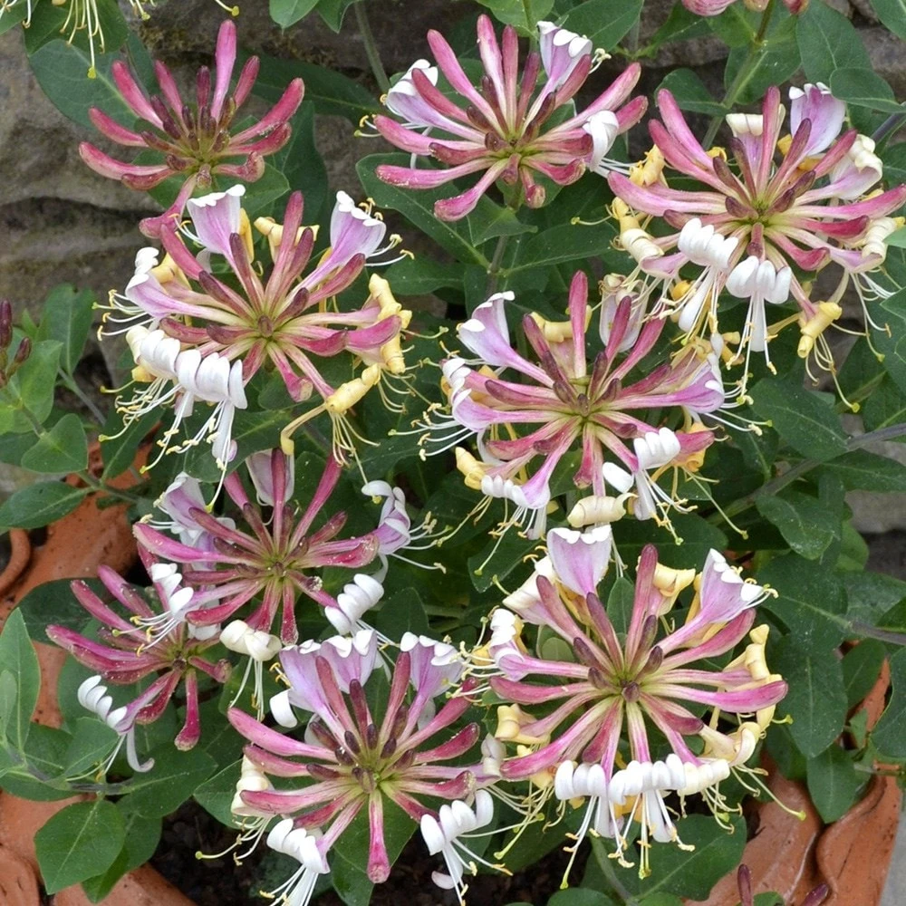 Lonicera Periclymenum 'Strawberries And Cream' ® - Image 3