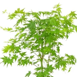 Acer Palmatum Going Green ('Sonkootgre') (PBR)