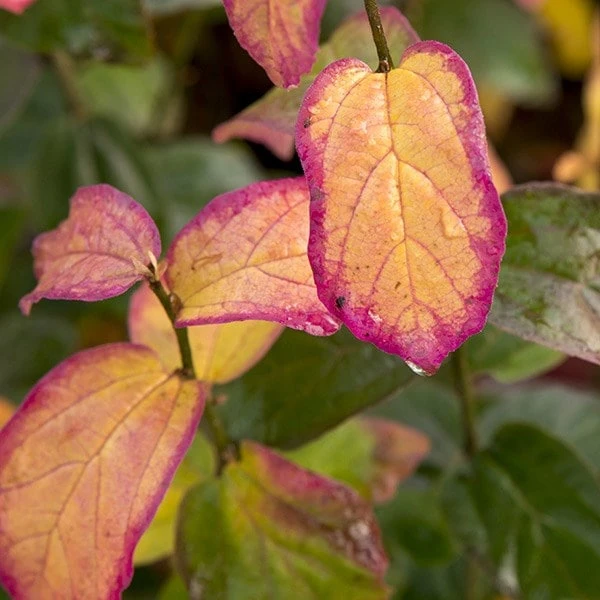 Parrotia Persica Persian Spire ('JLPN01') (PBR) - Image 2