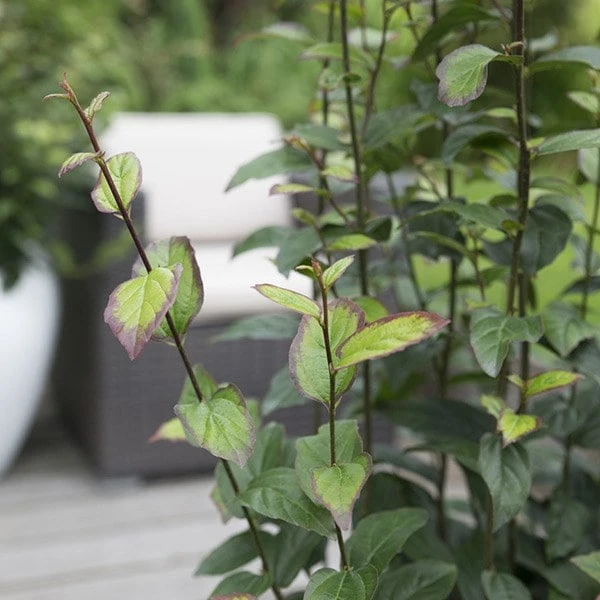 Parrotia Persica Persian Spire ('JLPN01') (PBR) - Image 3