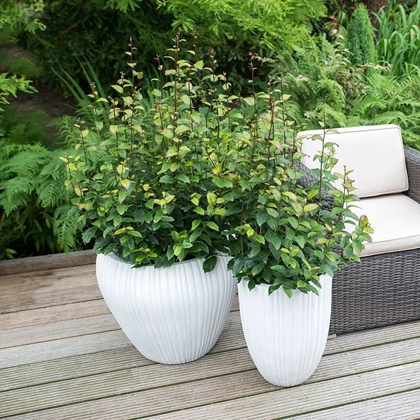 Parrotia Persica Persian Spire ('JLPN01') (PBR) - Image 4