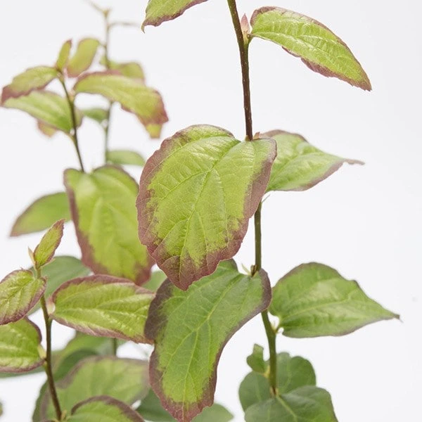 Parrotia Persica Persian Spire ('JLPN01') (PBR) - Image 6