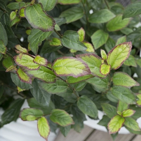 Parrotia Persica Persian Spire ('JLPN01') (PBR) - Image 7