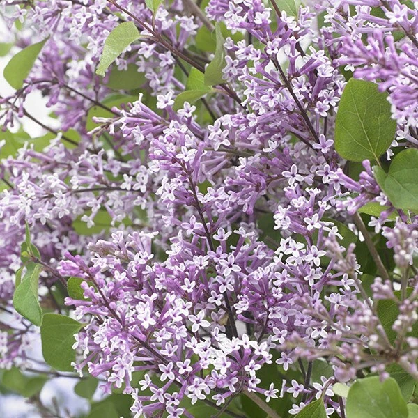 Syringa Meyeri Flowerfesta Purple ('Anny200809') (PBR)(Flowerfesta Series) - Image 2