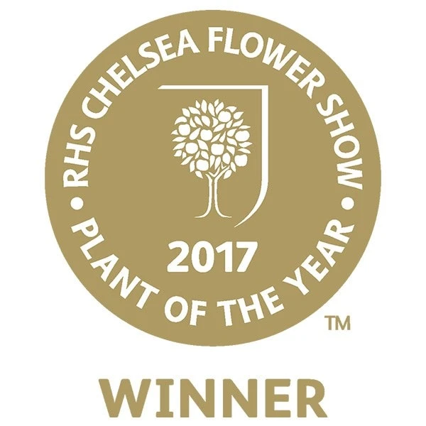 Dwarf Mulberry Mojo Berry ('Matsunaga') (PBR) - Image 2