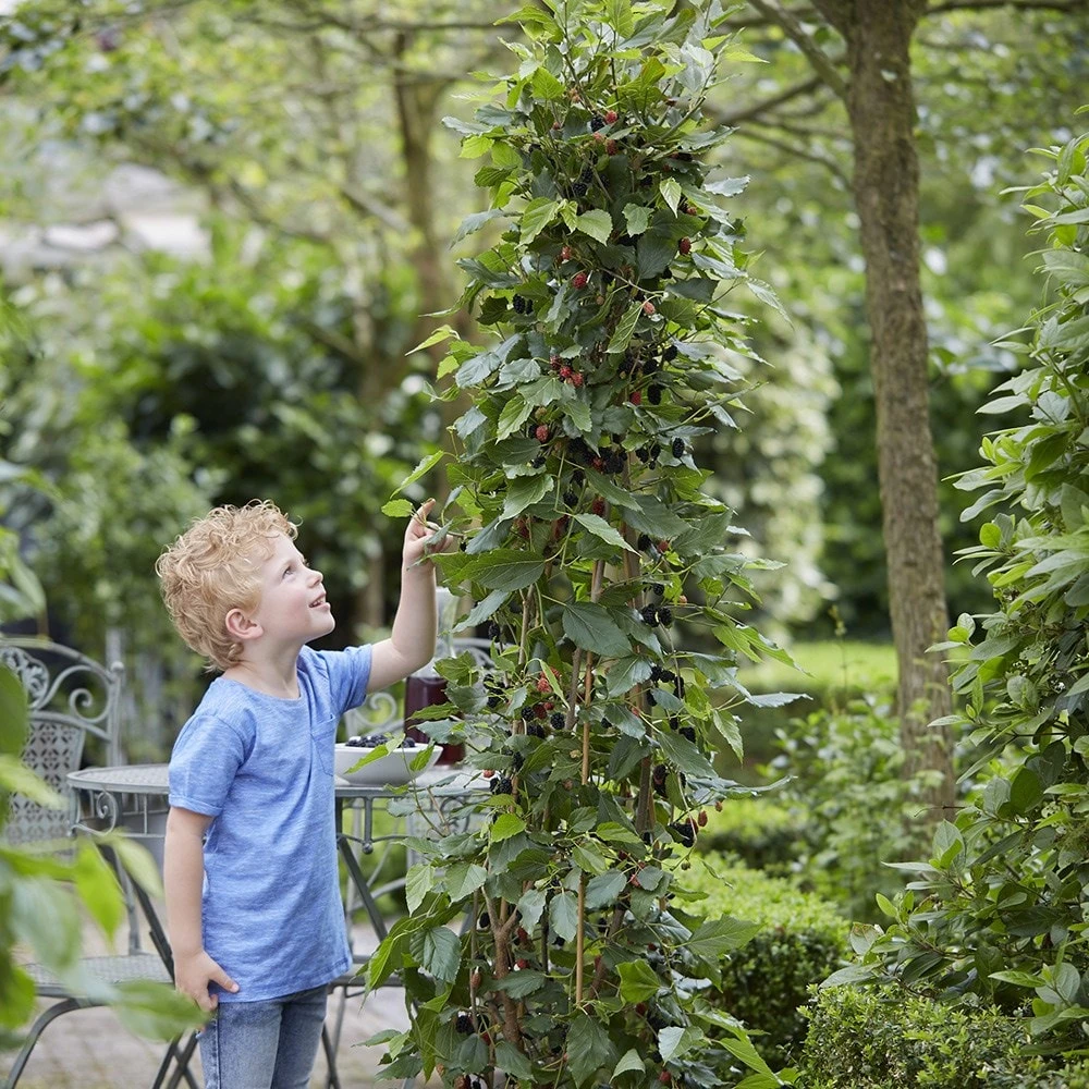 Dwarf Mulberry Mojo Berry ('Matsunaga') (PBR) - Image 3