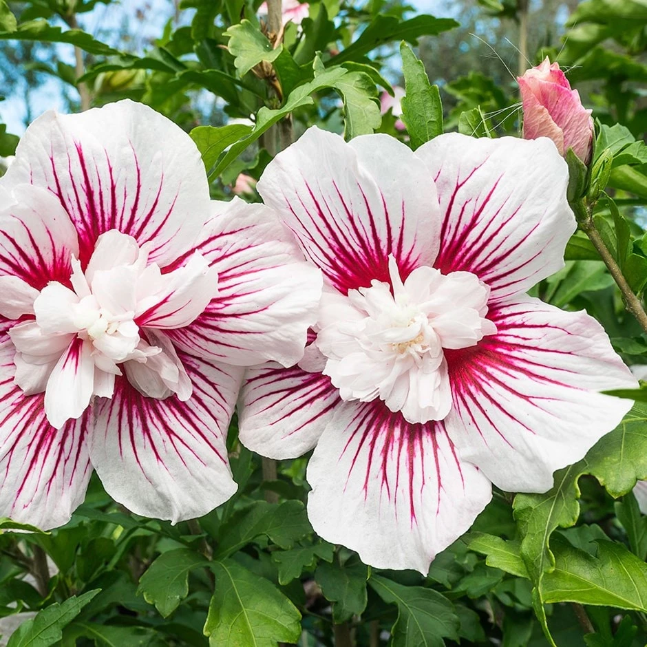 Hibiscus Syriacus Starburst Chiffon ('Rwoods6') (PBR) (Chiffon Series)