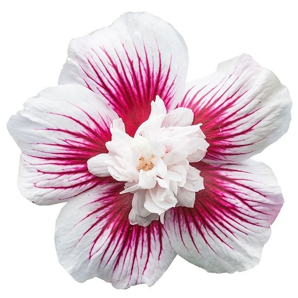 Hibiscus Syriacus Starburst Chiffon ('Rwoods6') (PBR) (Chiffon Series) - Image 6