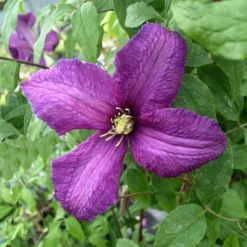 Clematis 'Valour'