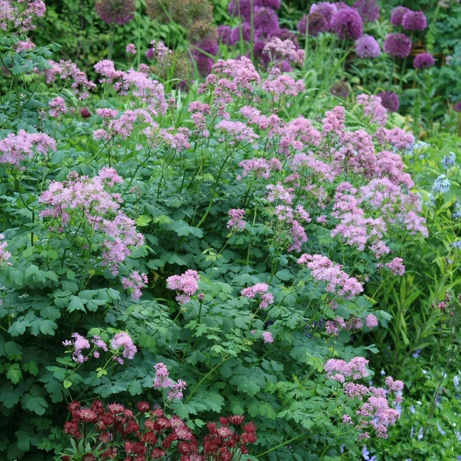Thalictrum & Astrantia Plant Combination