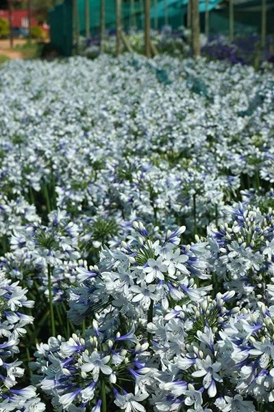 Agapanthus Twister ('Ambic001') (PBR) - Image 10
