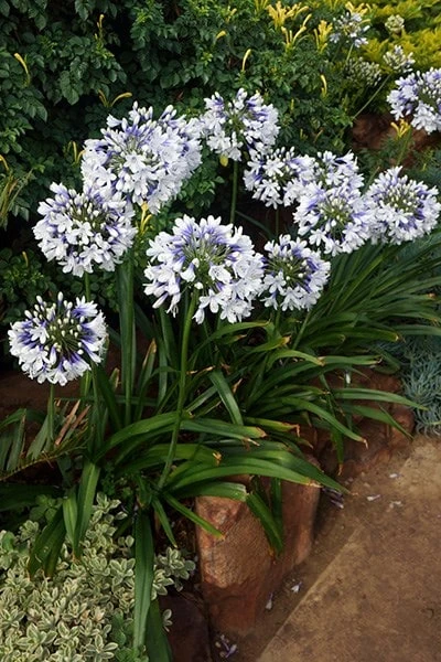 Agapanthus Twister ('Ambic001') (PBR) - Image 2