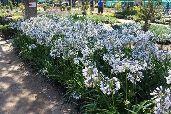 Agapanthus Twister ('Ambic001') (PBR) - Image 3