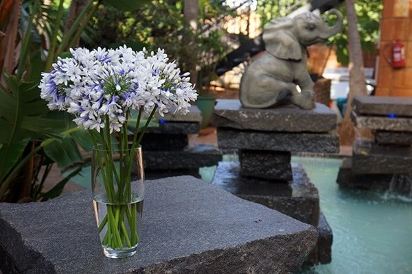 Agapanthus Twister ('Ambic001') (PBR) - Image 5