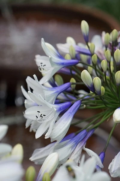 Agapanthus Twister ('Ambic001') (PBR) - Image 6