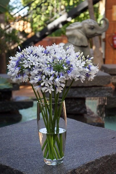 Agapanthus Twister ('Ambic001') (PBR) - Image 8