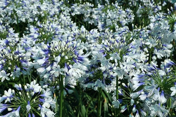 Agapanthus Twister ('Ambic001') (PBR) - Image 9