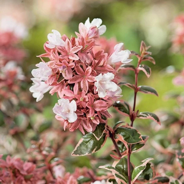 Abelia × Grandiflora Magic Daydream ('Opstal103') (PBR) - Image 2