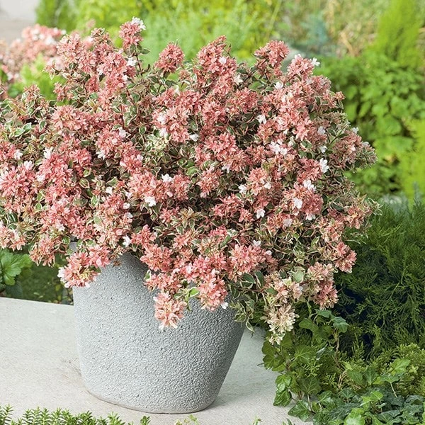 Abelia × Grandiflora Magic Daydream ('Opstal103') (PBR) - Image 3