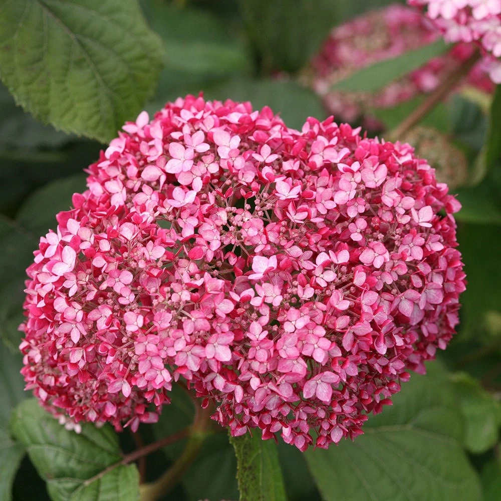Hydrangea Arborescens Pink Annabelle ('Ncha2') (PBR) - Image 2