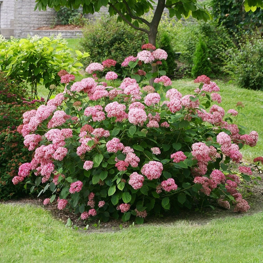 Hydrangea Arborescens Pink Annabelle ('Ncha2') (PBR) - Image 3