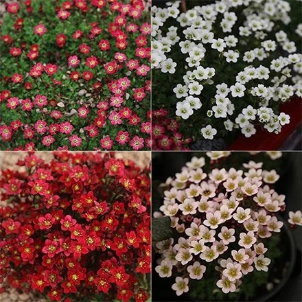 Saxifraga Collection