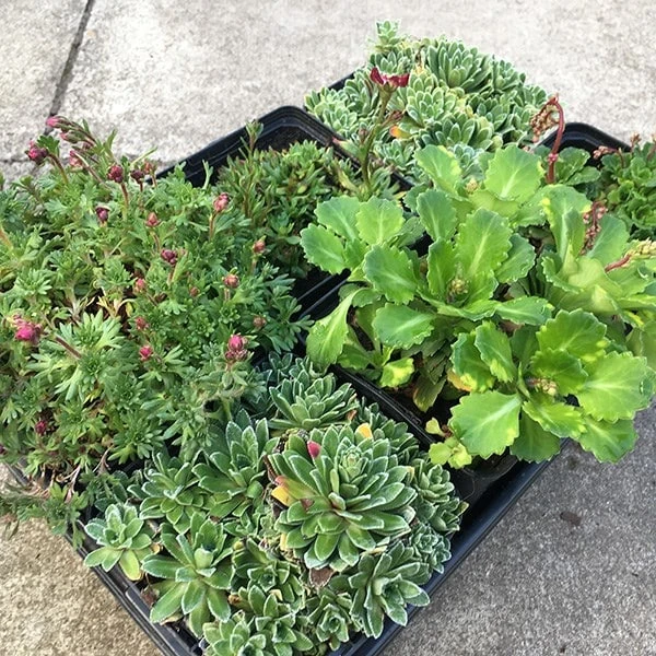 Saxifraga Collection - Image 2