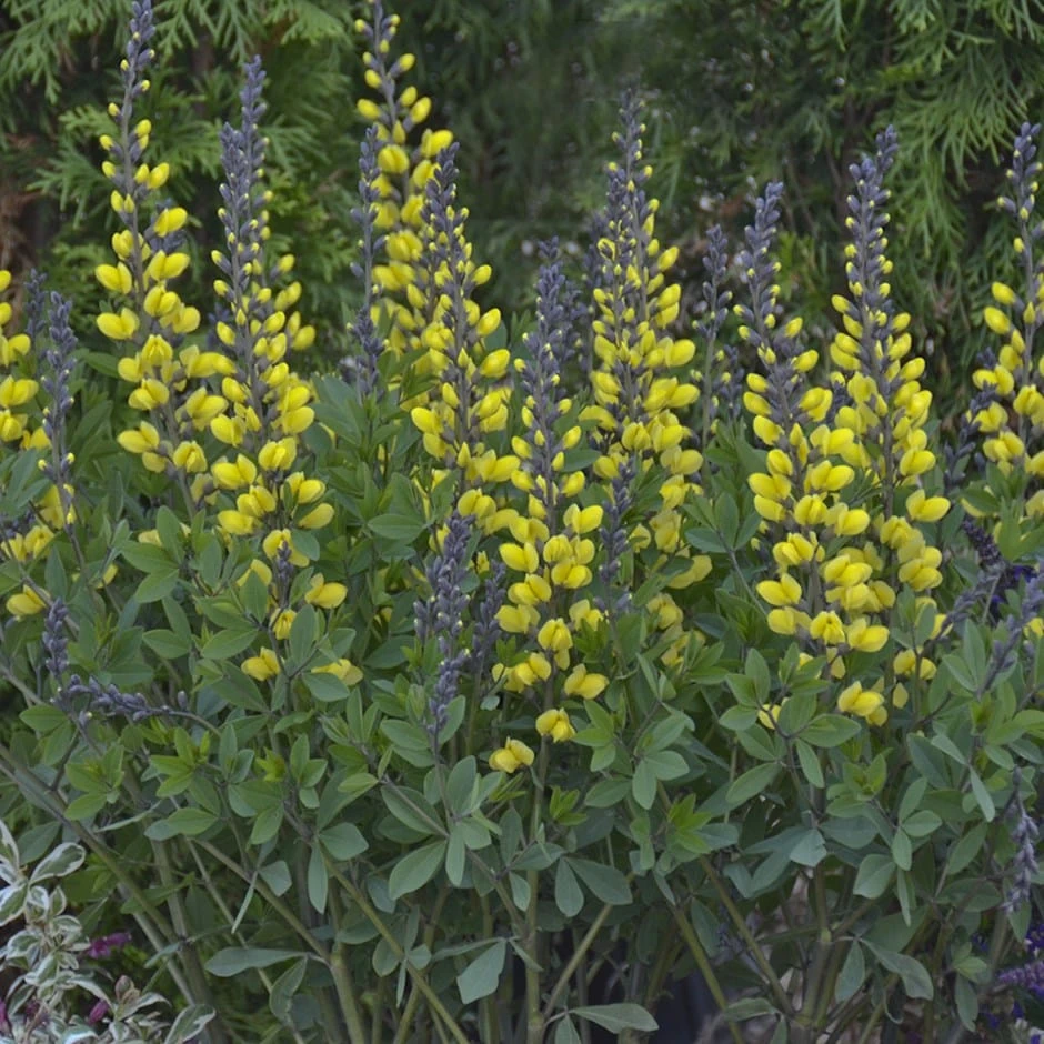 Baptisia 'Lemon Meringue'