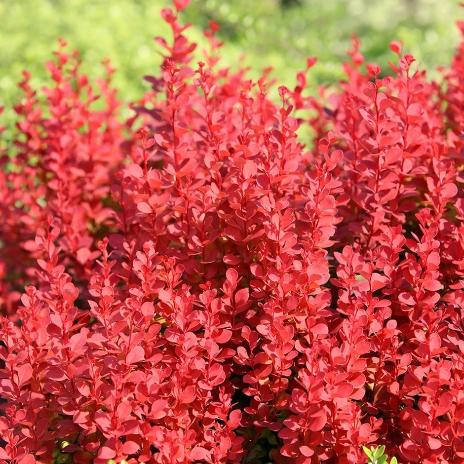 Berberis Thunbergii 'Orange Rocket' (PBR)
