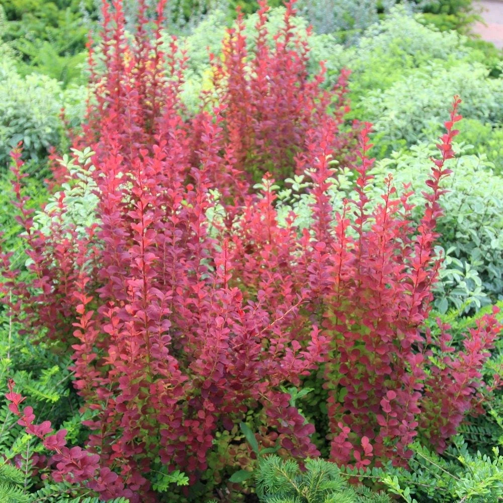 Berberis Thunbergii 'Orange Rocket' (PBR) - Image 2