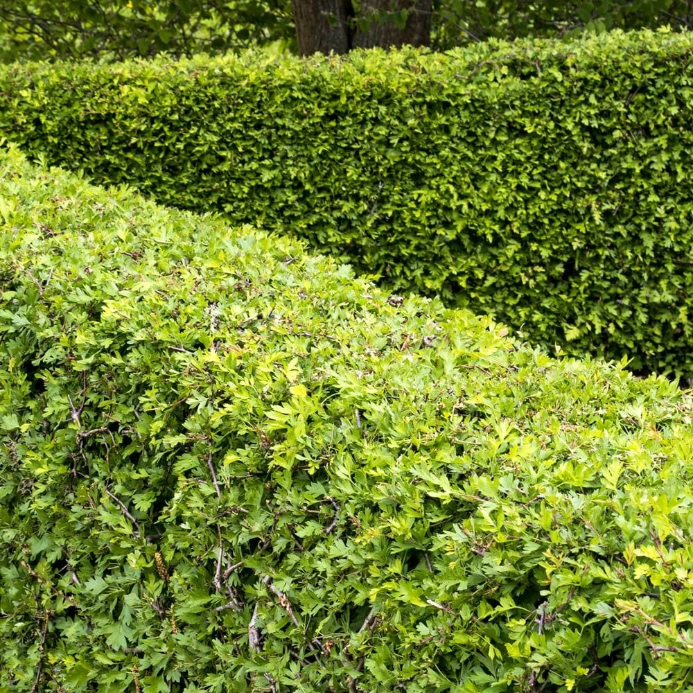Crataegus Monogyna - Hawthorn Hedging - Image 3