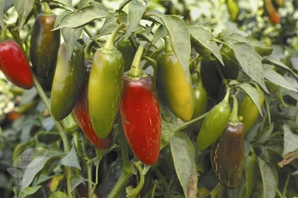 Chilli Starter Kit - Image 2