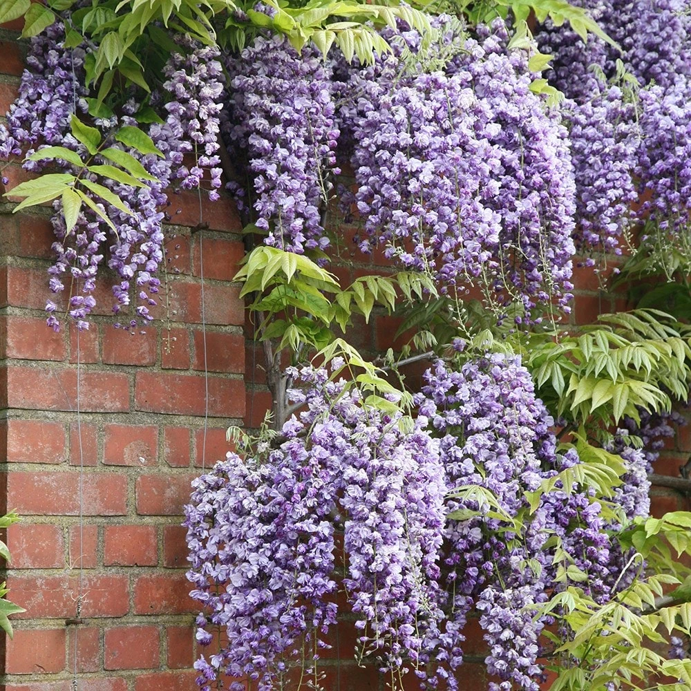 Wisteria Floribunda 'Yae-Kokuryū' - Image 2